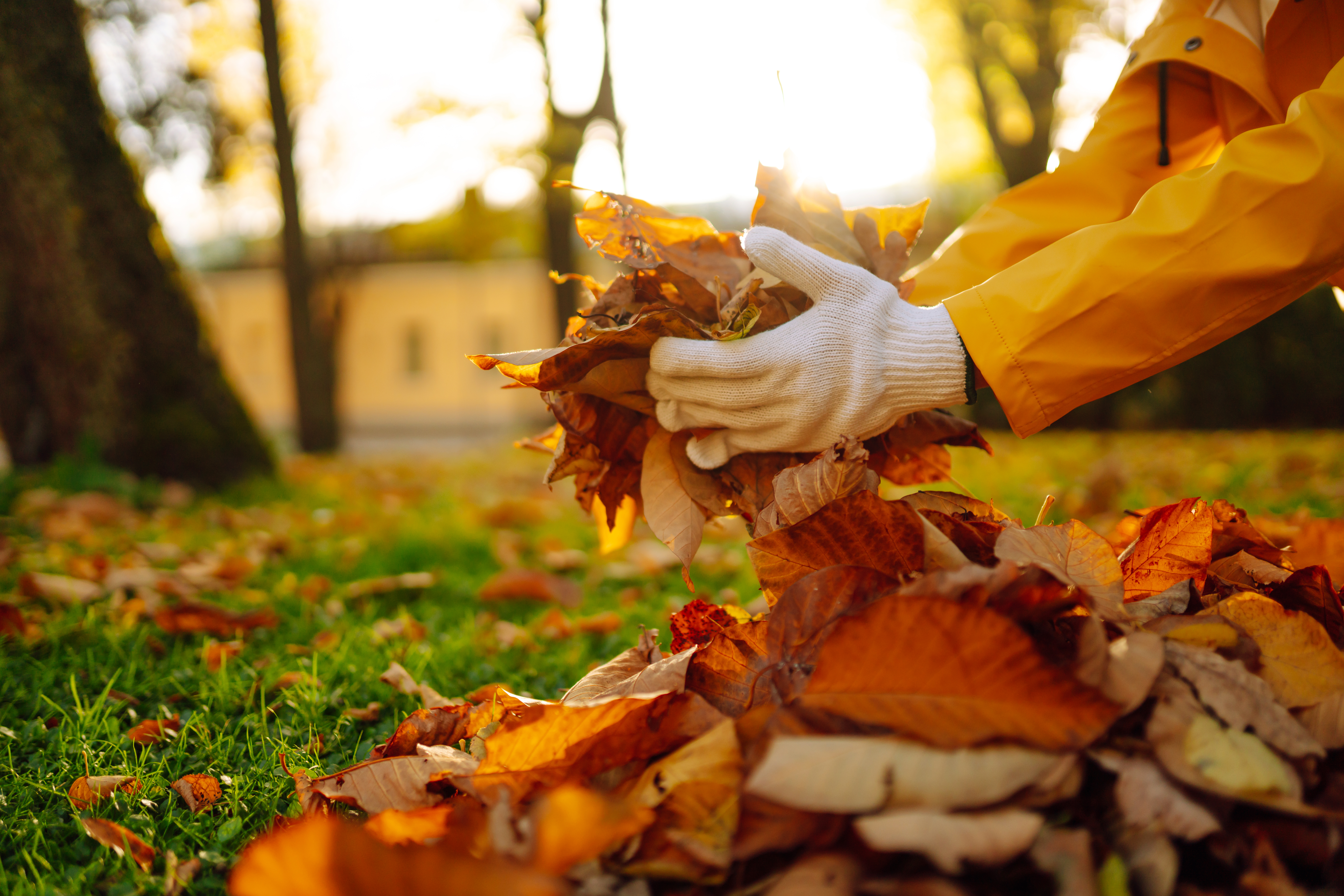 Personne portant des gants blancs et un manteau jaune ramassant des feuilles mortes dans un jardin ensoleillé à l’automne, dans le cadre d’un ménage d’automne extérieur.