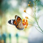 Papillon monarque posé sur une fleur en pleine nature, symbole de transformation, de renouveau et des périodes de transition. Image illustrant l'organisation comme outil pour traverser les changements de vie avec plus de sérénité.