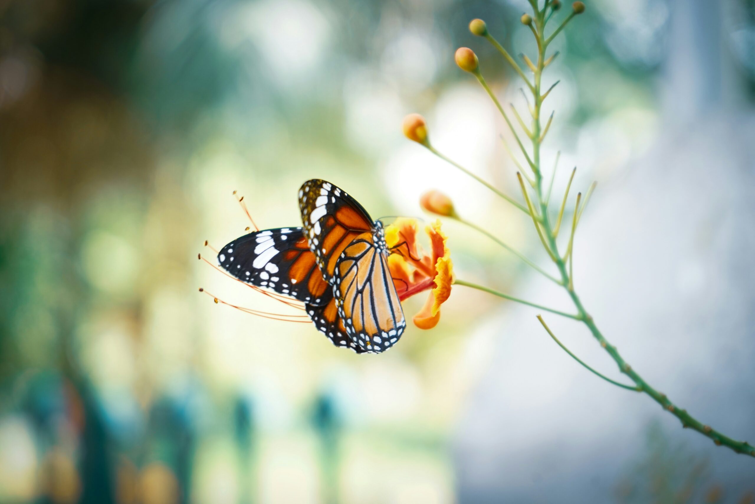 Papillon monarque posé sur une fleur en pleine nature, symbole de transformation, de renouveau et des périodes de transition. Image illustrant l'organisation comme outil pour traverser les changements de vie avec plus de sérénité.
